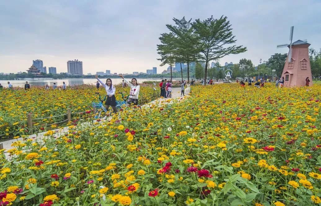 顺峰山公园花海.