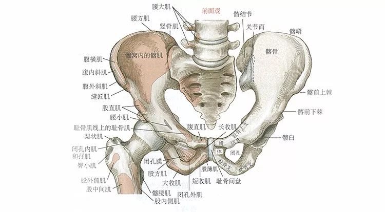 骨盆,骶骨和右侧股骨近端的前面观