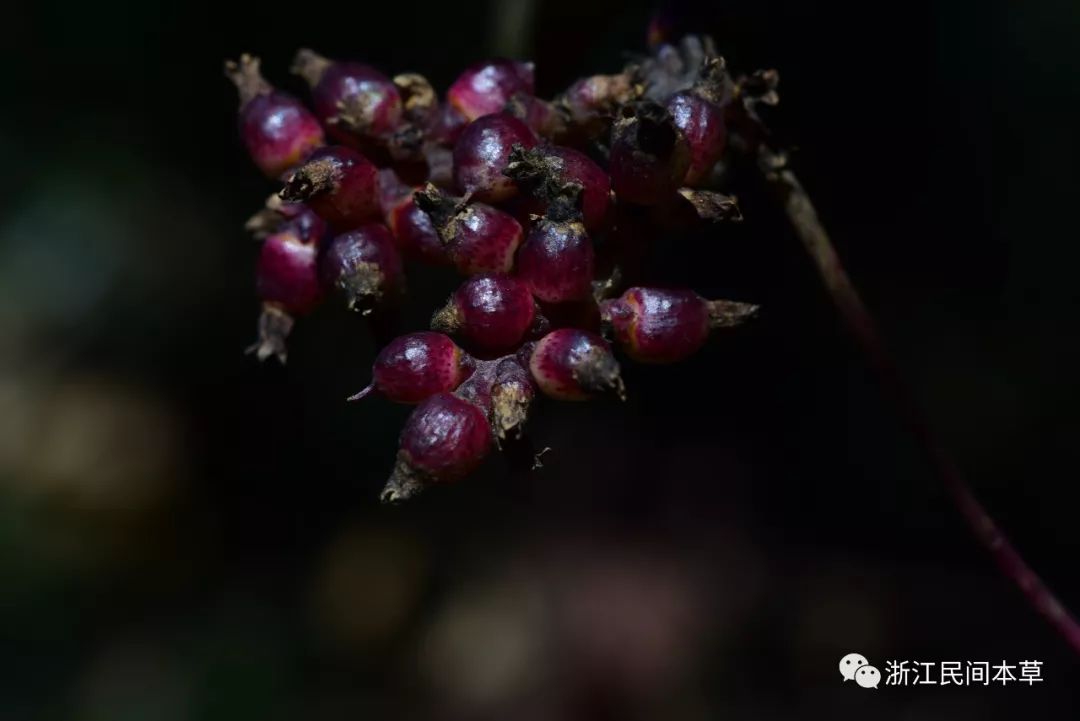 黄药师讲本草3金灯藤小儿鼻衄有奇功