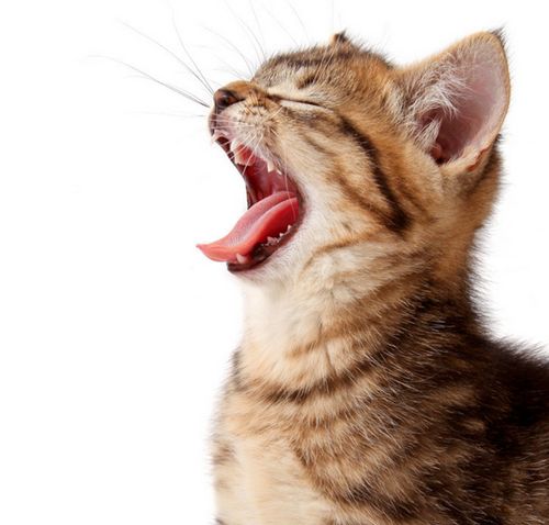 貓咪打噴嚏原因有哪些？貓咪打噴嚏怎麼辦？ 萌寵 第4張