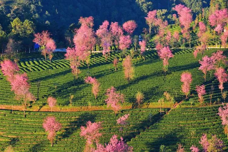 中国春天最早抵达的地方→大理南涧无量山樱花谷 "鞭丝车影匆匆去,十