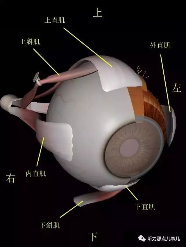 图6 图7 图8 每块眼外肌单独兴奋时对眼球运动的支配作用如下表所示