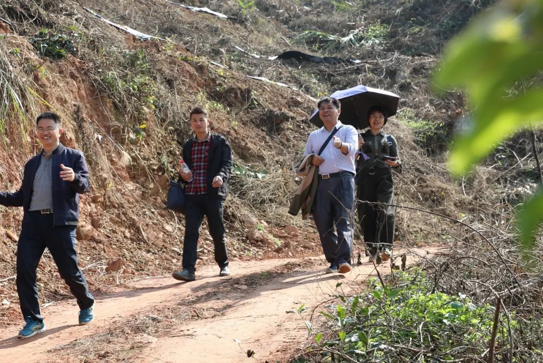 采风团剪影藤县岭景镇福鼎茶场,是千亩有机茶扶贫产业基地,其优先