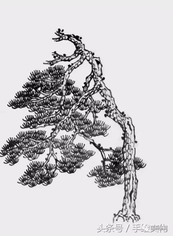 国画松树的画法:松果,松干,松针,简直就是点,线,面的转换