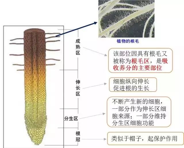 无论主根还是侧根都具有根尖,根尖是根系生命活动最为活跃的部分,扮演