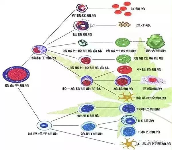 有奖问答丨关于造血干细胞你了解多少你愿意了解多少