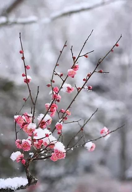 《梅花》 宋·王安石 墙角数枝梅,凌寒独自开.