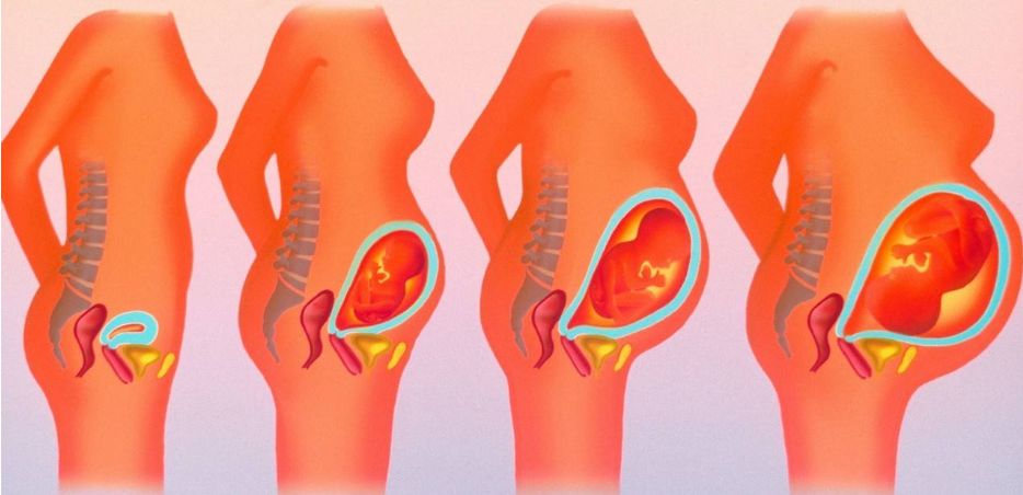 孕期子宫增大/如果一旦有小生命入驻我的宫腔之后,随着ta的逐渐长大