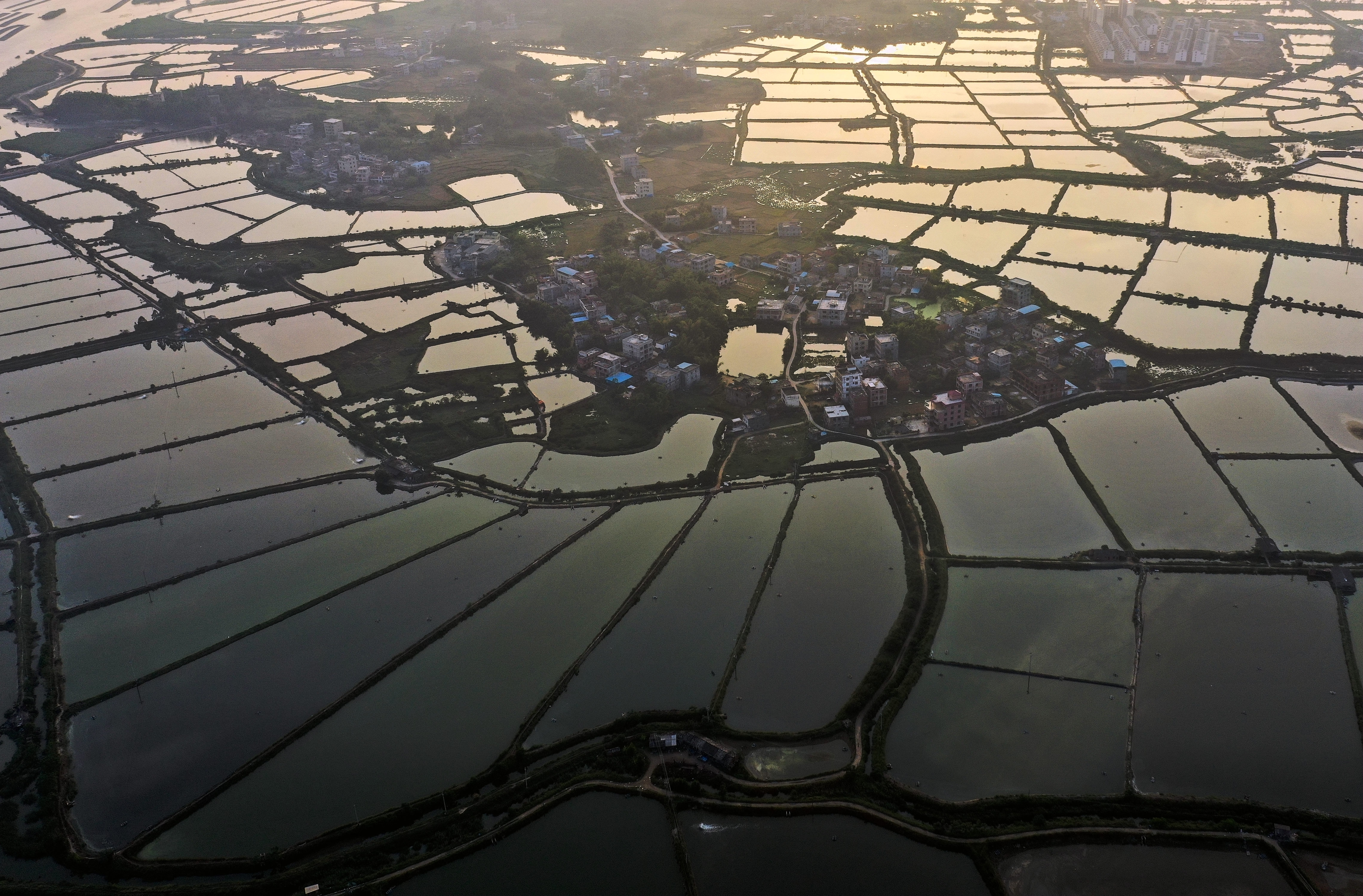 这是广西钦州市钦南区沙埠镇船埠环村的虾塘景色(11月日拍摄)