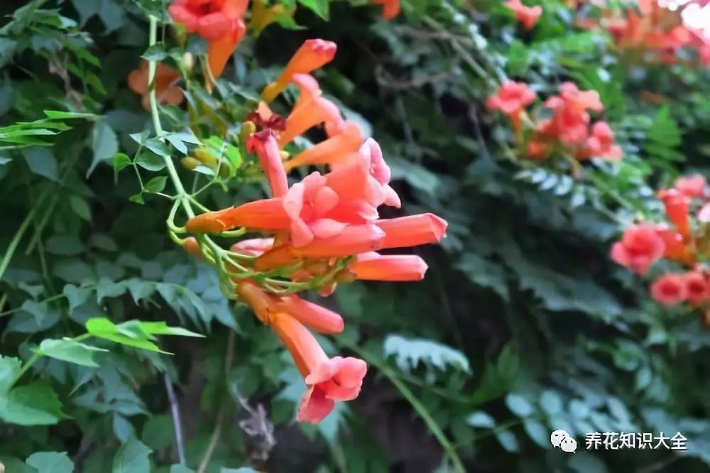 每日一花高花风堕赤玉盏老蔓烟湿苍龙鳞凌霄花