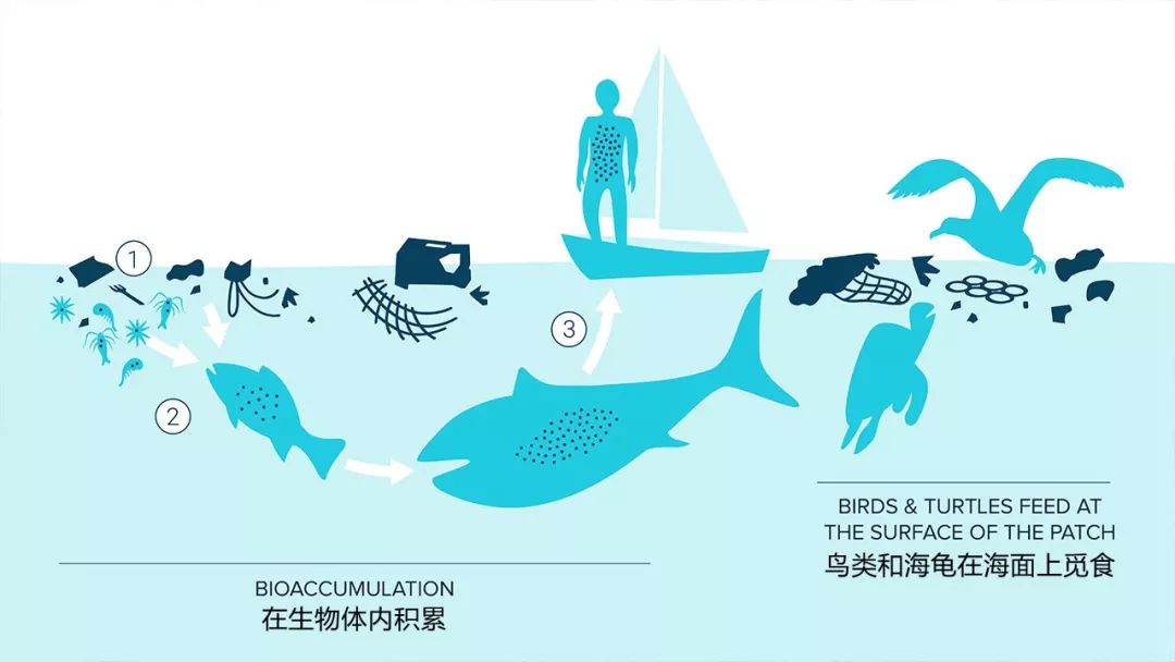 这些或大或小的塑料垃圾会进入海洋生物的食物链.