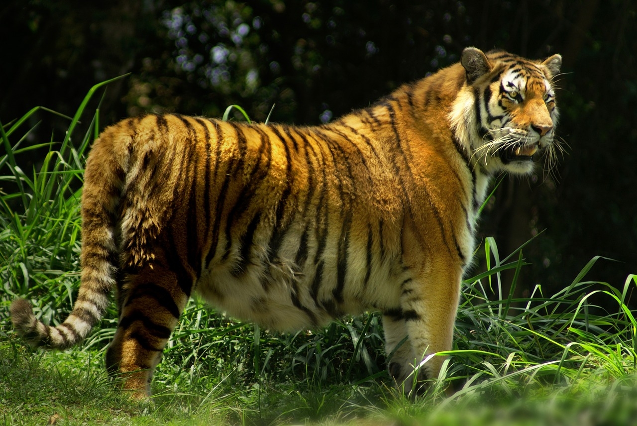 如果森林里没有了老虎,那么这些食草动物将会没有天敌,然后大量繁殖