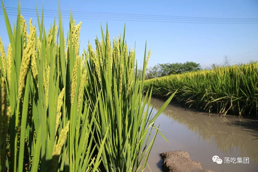 由江苏省农科院粮食作物研究所王才林博士利用日本优质粳稻与江苏高产