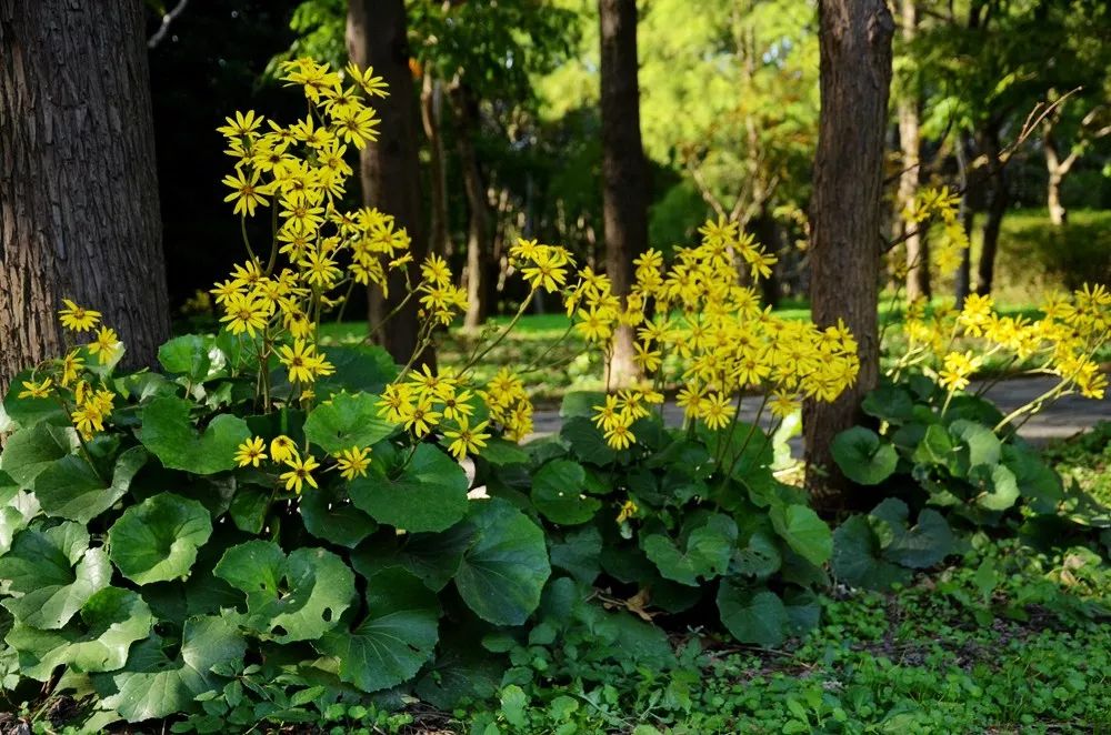 乡土植物 大吴风草 秋风中一抹金黄 菊科