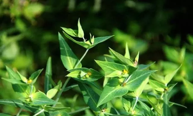 有一种野草叫"千金子",有毒是药材!农民不喜欢,其实用处很大