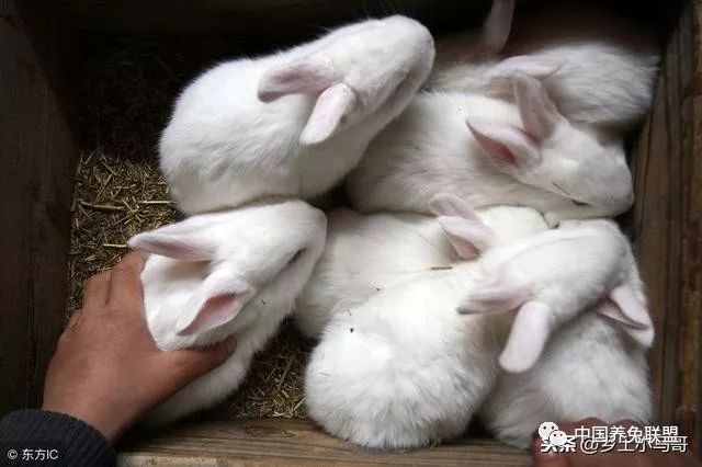 农村养兔技巧如何饲养兔子能降低成本兔子养殖多久可以出售