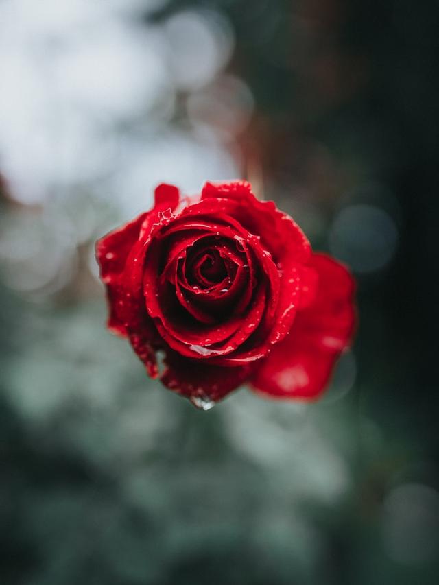 这朵玫瑰花的花瓣上面沾满了雨水,在模糊的背景衬托下,形成强烈的对比