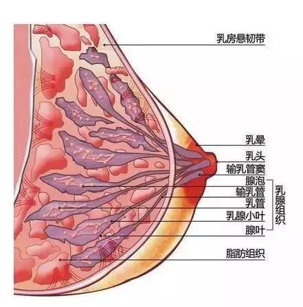 都要靠细细的 乳房悬韧带