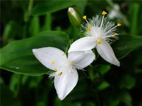 15.白花紫露草