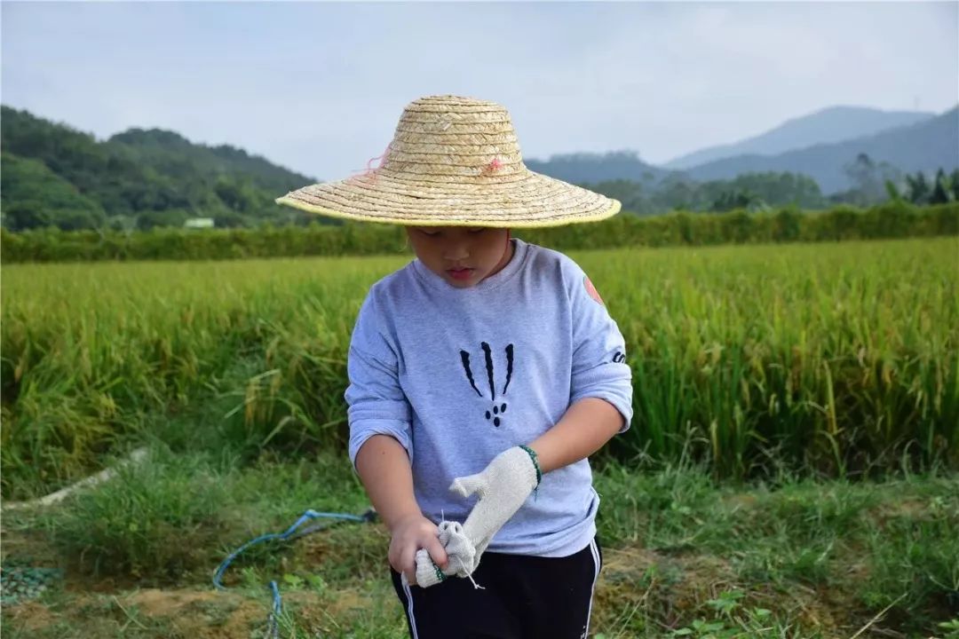 我们一起走进稻田,和农民伯伯一起体验一下吧!