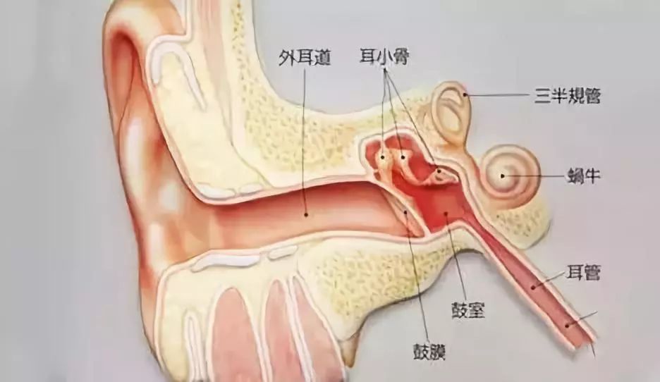 多年以前,他在一次挖耳朵的时候,不小心捅破了耳膜,之后听力大大下降