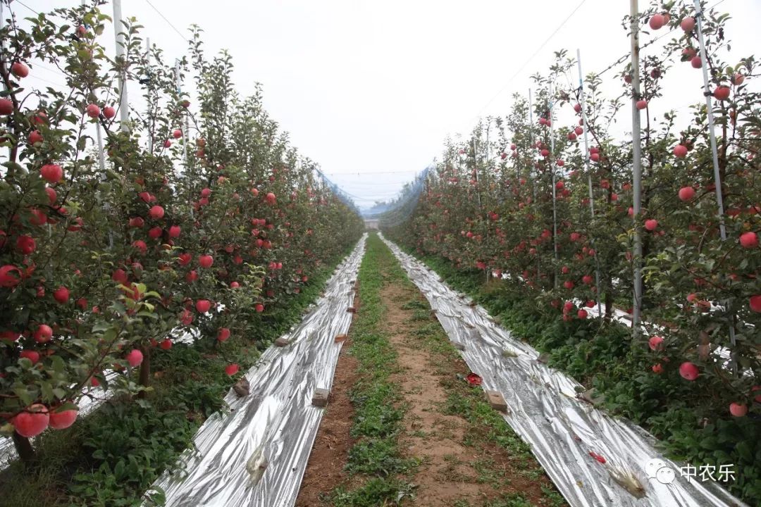 果技矮化密植苹果树的特点及修剪注意事项