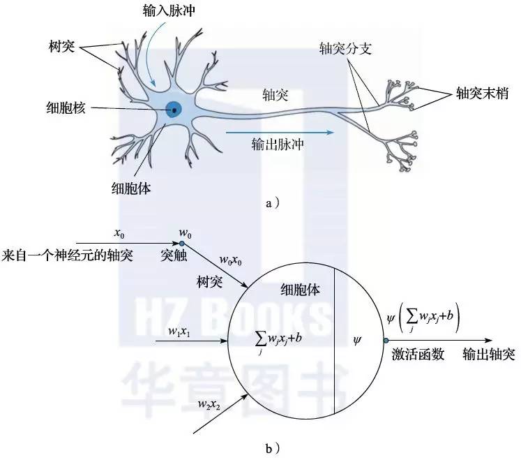 图2.7 神经元结构与人工神经网络