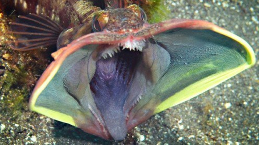 盘点十种最恐怖的海洋生物