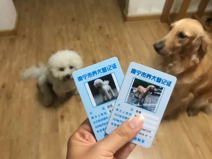 请管好你的狗江南警方开展犬只集中整治养狗需办证