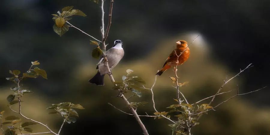 『古诗词欣赏』蝶恋花·几许伤春春复暮 ▏贺铸