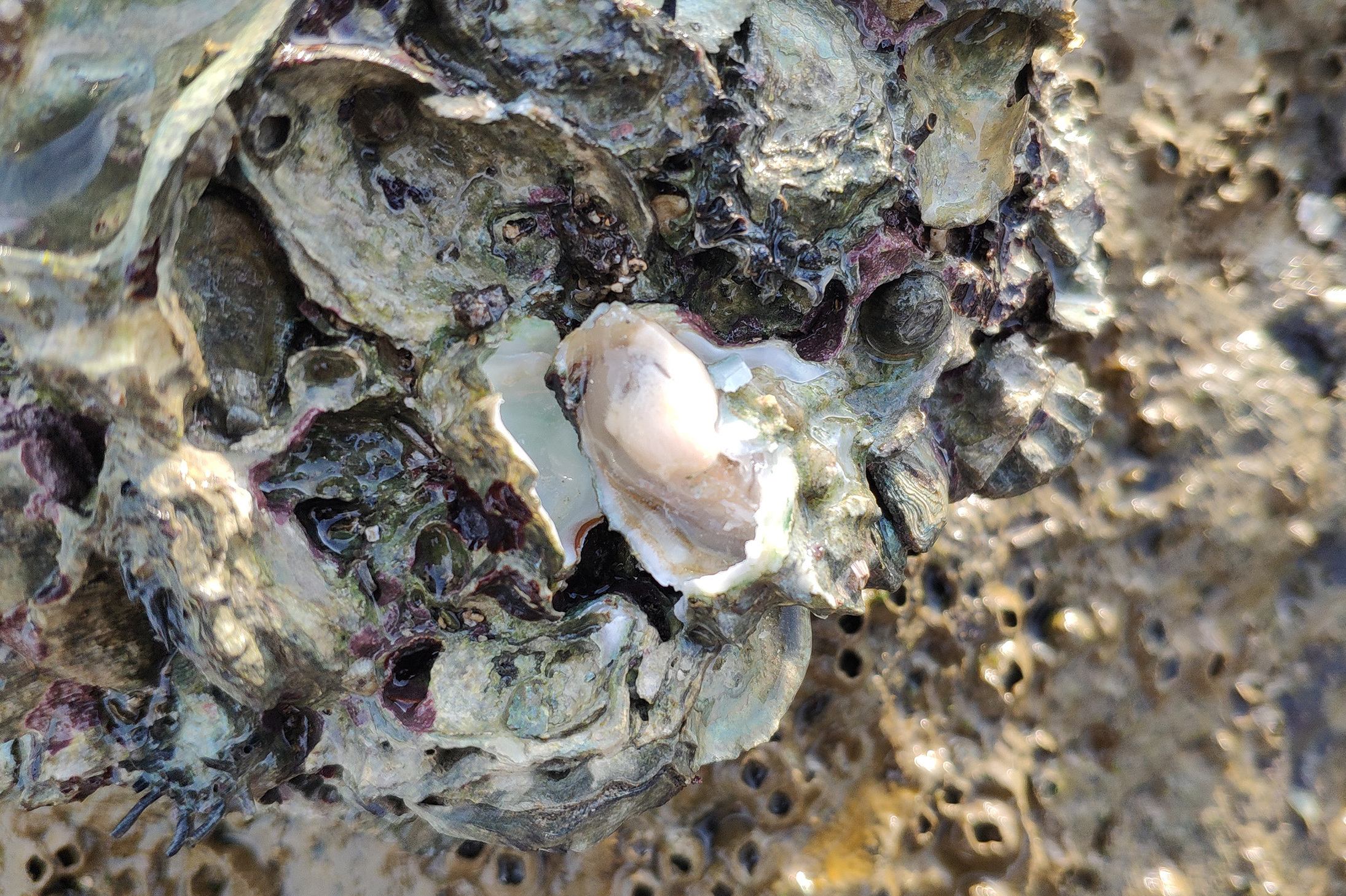 海角视频:野生的生蚝一片海都是,为什么怎么捡都捡不完呢