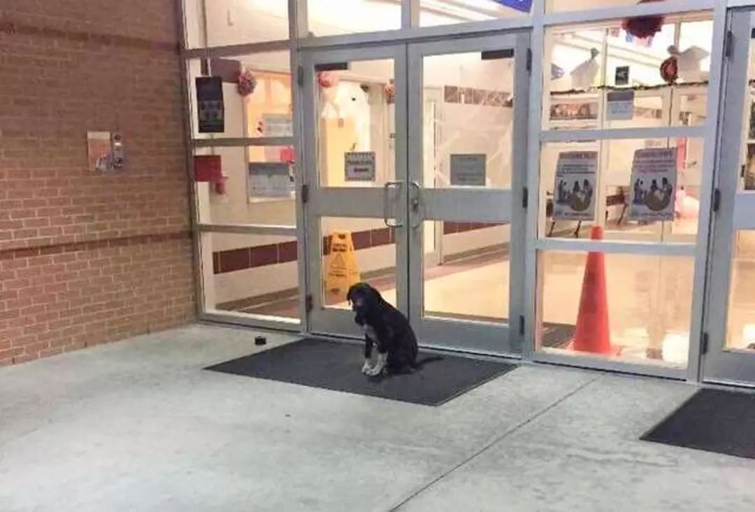 小学教师在校门外发现一只流浪狗，爱心之举帮狗狗找到新家