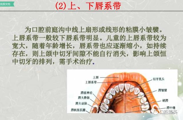 固有口腔牙体和牙周组织牙位记录颌面部应用解剖生理颌骨肌肉血管