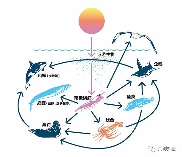 目前南极的渔业捕捞主要物种是磷虾,而磷虾同时也是南极生物链的关键