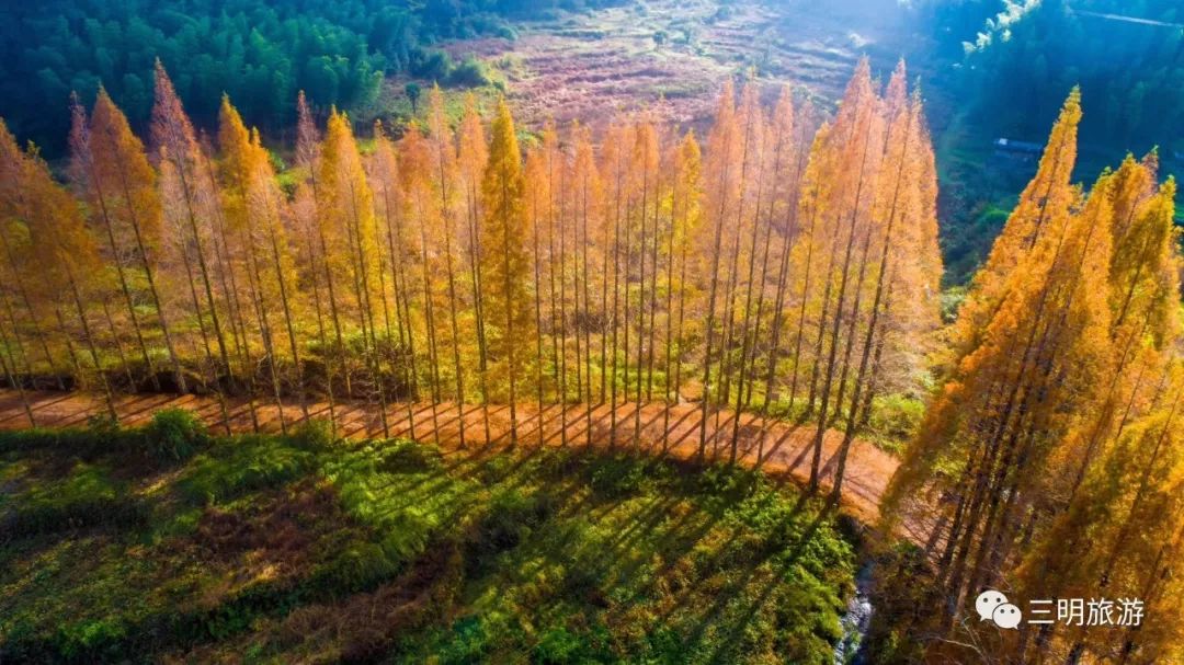 将乐龙栖山欢迎您 视频:山川 龙栖山沿路的这片水杉林 一年四季,都有