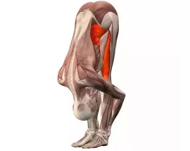 站立前屈伸展式的肌肉走向及用力部位解剖图
