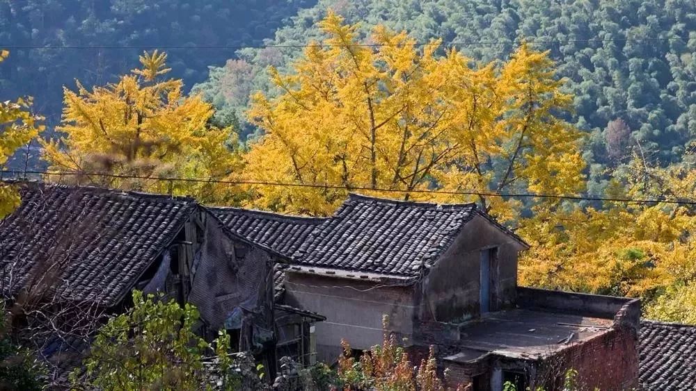 浙江这个小山村,藏着比银杏黄更美的秋色!不去一次太遗憾!_茅镬