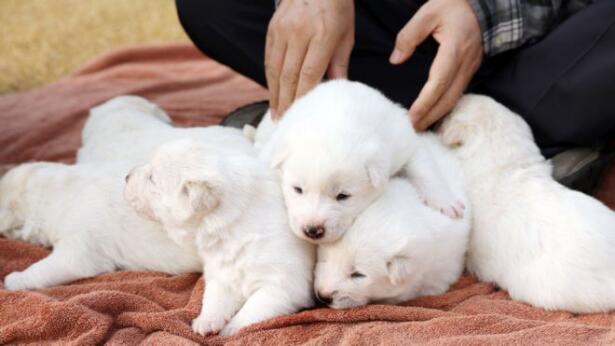 朝鲜送给韩国的丰山犬生崽了,青瓦台却因此遭"抗议".