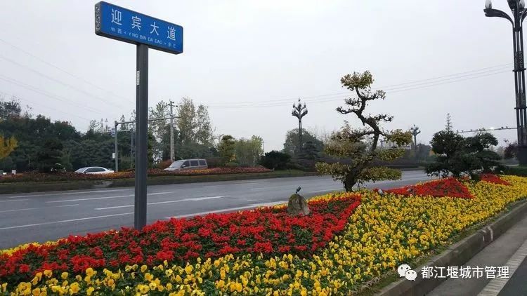 迎宾大道道路绿化带利用一串红,三色堇构成红黄相间的菱形花卉组团.