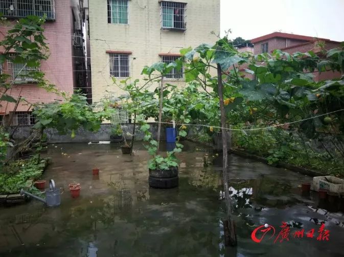 高空坠狗！女子被砸瘫痪！无奈之下，她把整栋楼的业主和租户告了