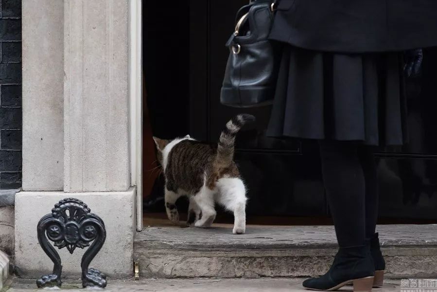 从流浪猫变身"首相猫" ,任职后却好吃懒做