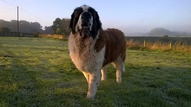 圣伯纳犬被主人送进医院里，医生从它肚子“掏”出一些玩具