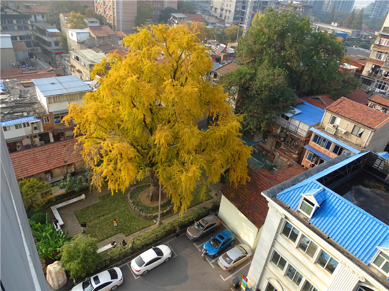 汉阳树位于武汉市汉阳区凤凰巷(现建桥街汉阳树巷)12号的庭院内,是一