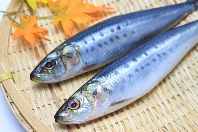 太平洋鲱穿越到江户时代投身鲱鱼产业的可行性研究
