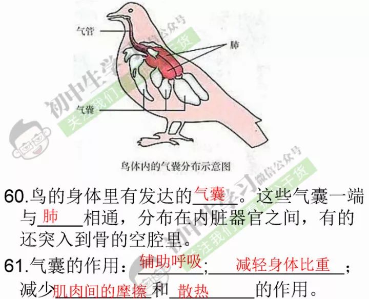 生物老师精心整理初中生物必考课本识图题汇总对考试太有用