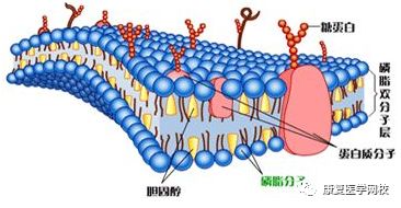 康复考试必背考点060:生理学——细胞的基本机构和细胞膜的功能