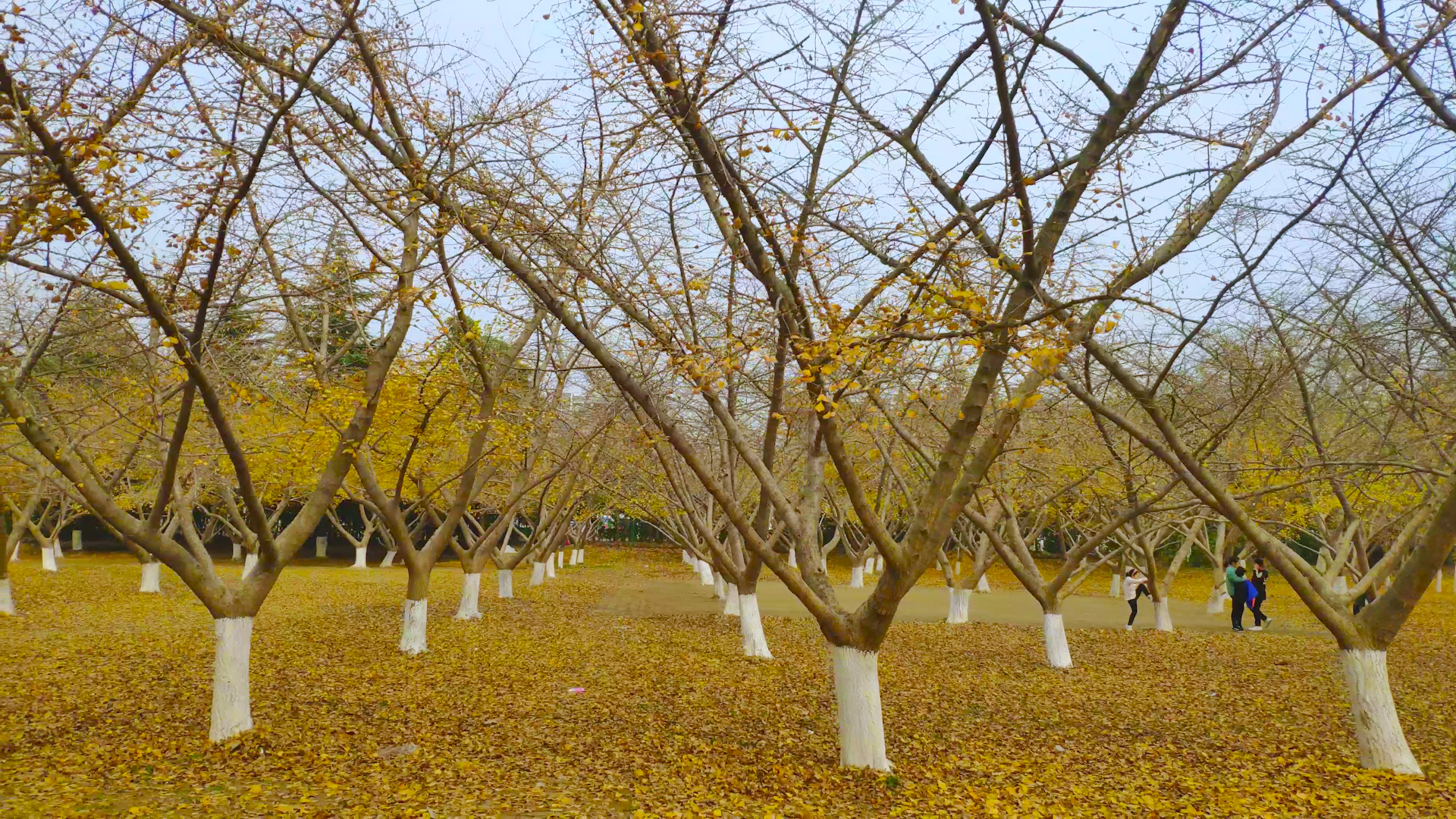 美如画卷三石带你走进秋冬时节的沭阳虞姬生态园