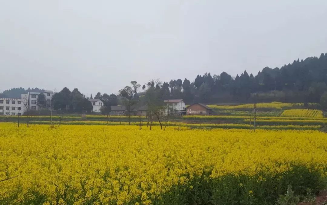 跟着微信逛简阳踏水镇打造幸福温馨的小家园