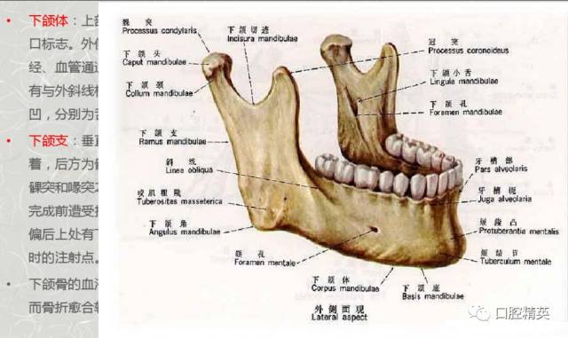 口腔解剖_面部