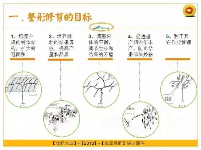 1,合理的树体结构 2,培养结果母枝